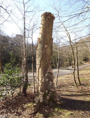 Abundant fruit bodies on an oak monolith at Burnham Beeches, UK.